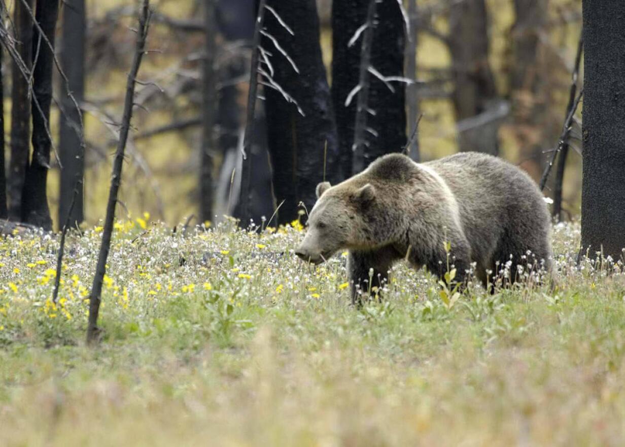 grizzly_bear_in_field_at_yellowstone_national_park-_usfws_.jpg